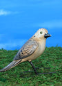 Mourning Dove ceramic figurine